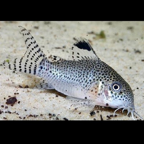 Corydoras punctatus   Pantsermeerval L